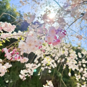 求：写真スポット