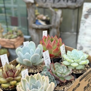 大分は霧がすごい